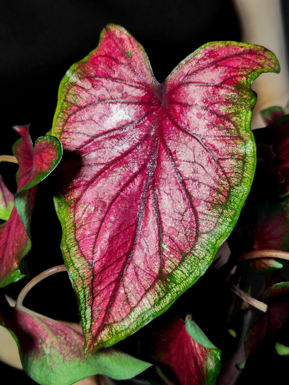 Каладиум Биколор Возлюбленная Флорида (Caladium Bicolor Florida Sweetheart) D12см