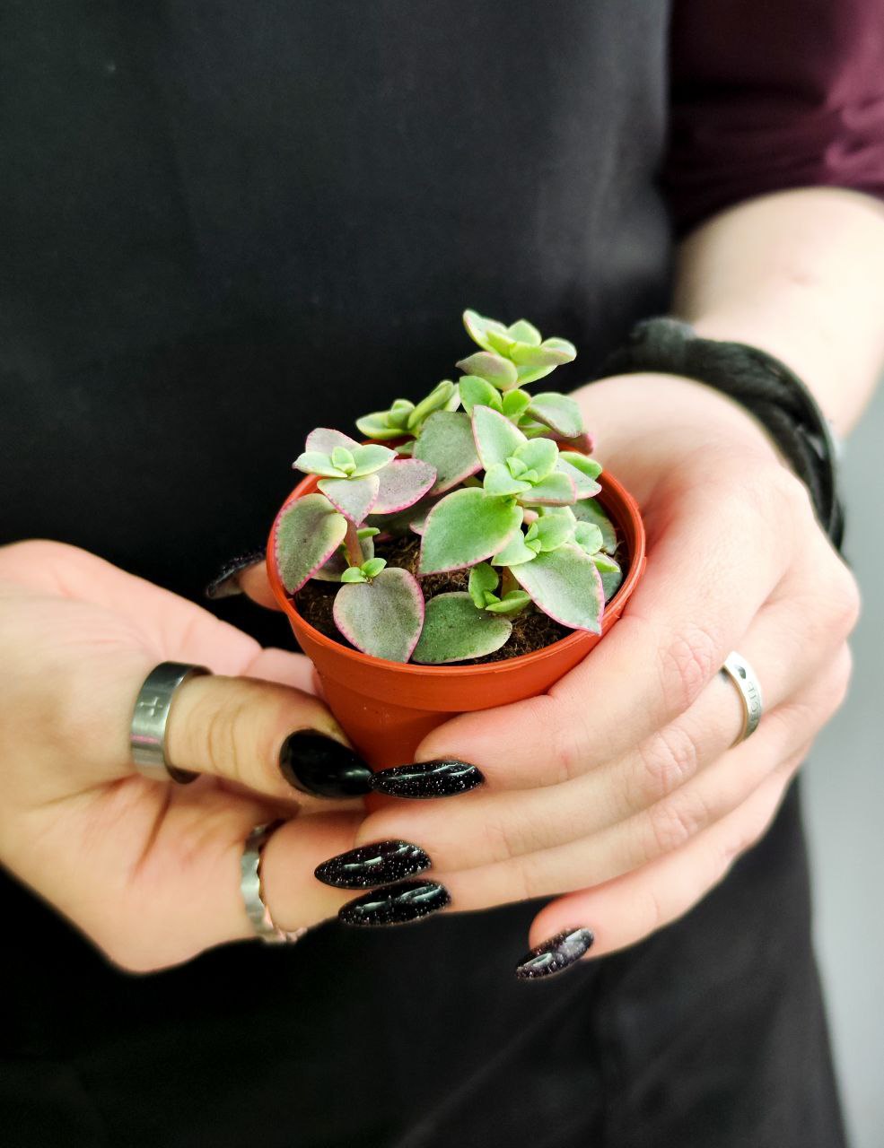 Крассула Маргиналис (Crassula Marginalis) D5см