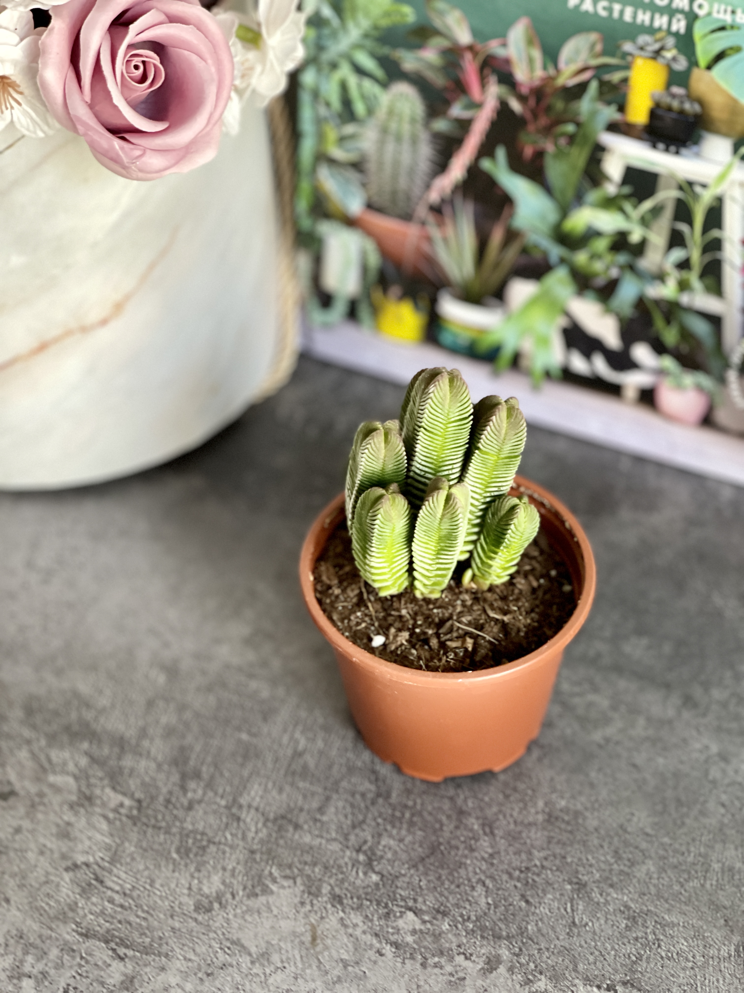 Крассула Пирамидалис (Crassula Pyramidalis) D8см