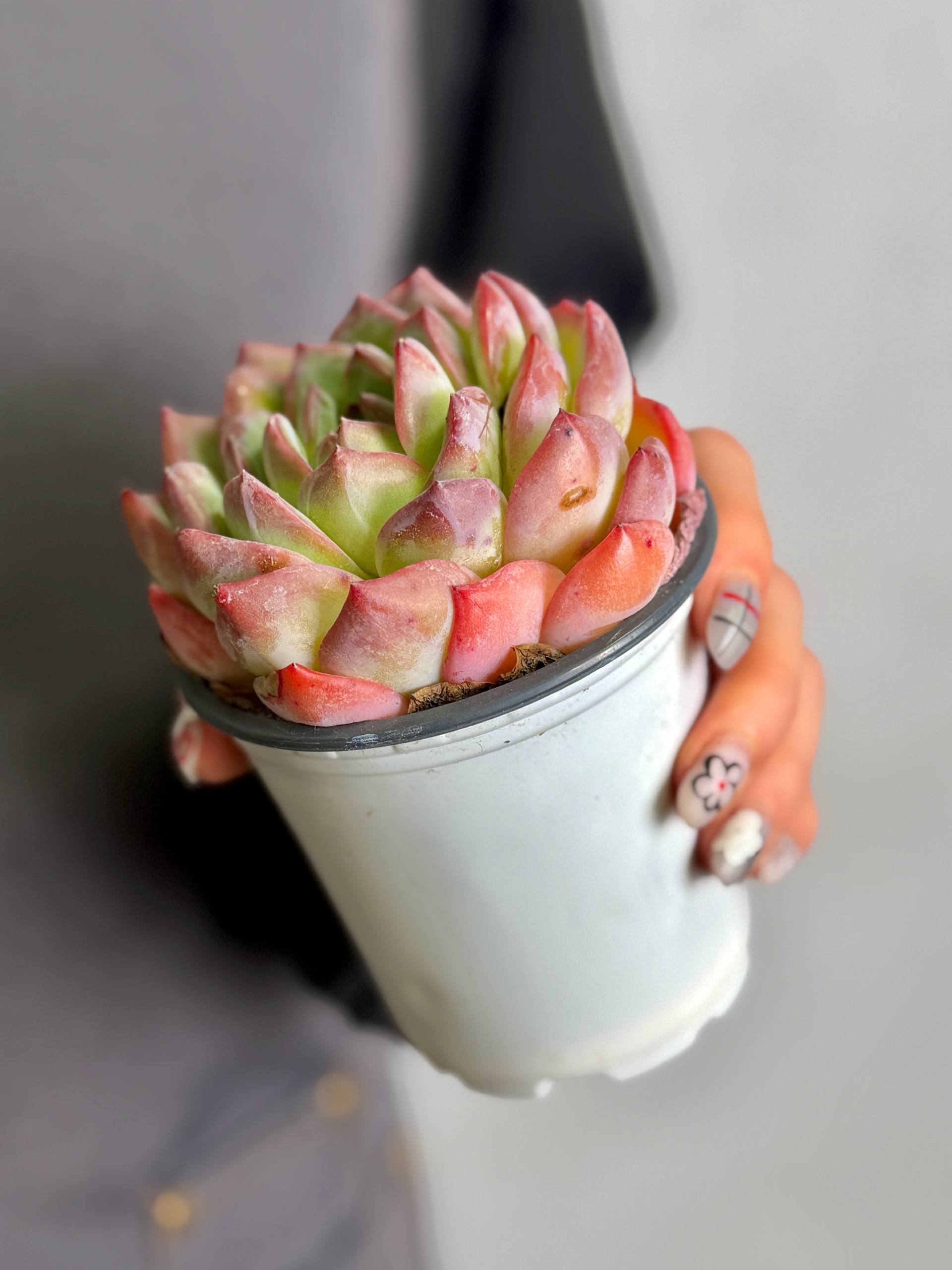 Эхеверия Строберри Алмонд (Echeveria Strawberry Almond) D9см