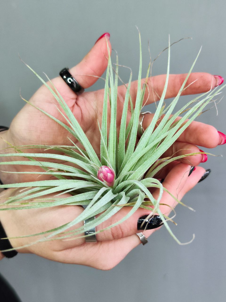 Тилландсия Хьюстон (Tillandsia Houston)