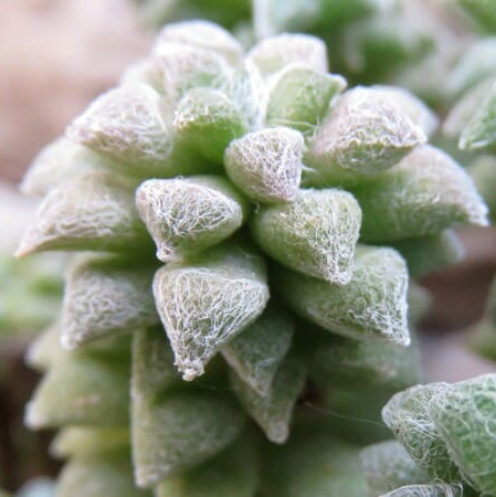 Анакампсерос Филаментоза (Anacampseros Filamentosa Tomentosa) D5см