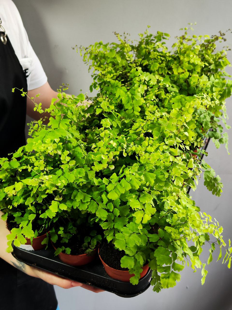 Адиантум Фрагранс, или Курчавый Папоротник (Adiantum Fragrans) D8,5см