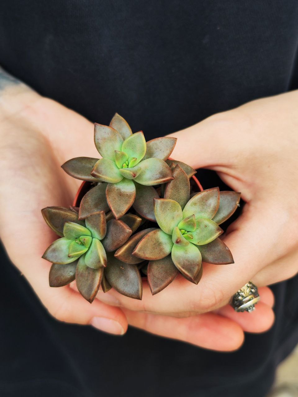 Седум Бордхат (Sedum Bordhat) D5см
