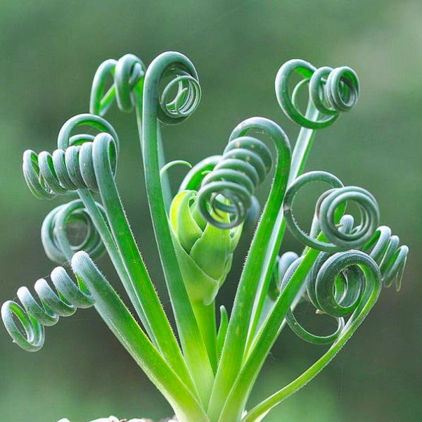 Альбука Спиральная, ЛУКОВИЦА (Albuca Spiralis) D12см