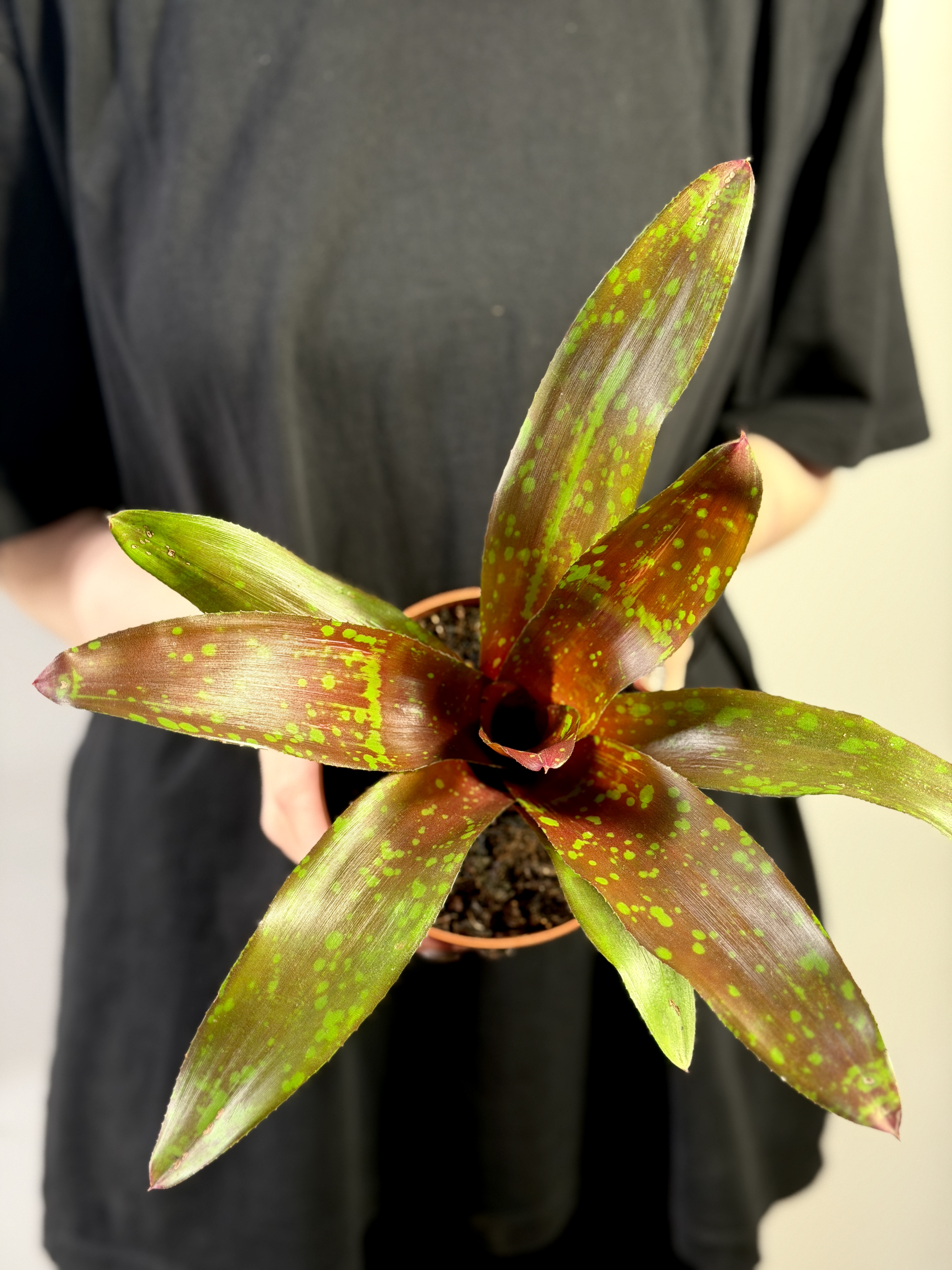 Неорегелия Галакси (Neoregelia Galaxy) D12см