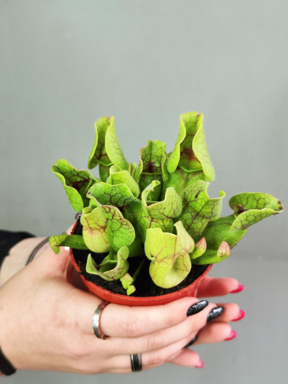 Саррацения Веноза Зеленая (Sarracenia Venosa Green) D9см