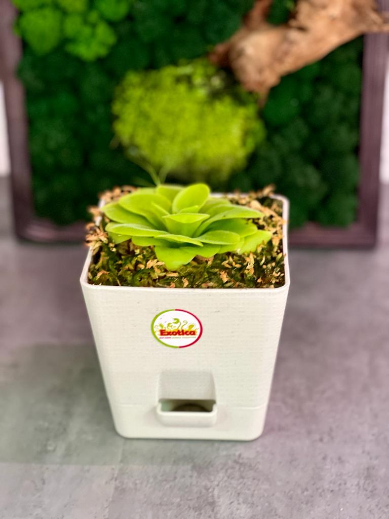 Жирянка Тина (Pinguicula Tina) пересаженная D12см