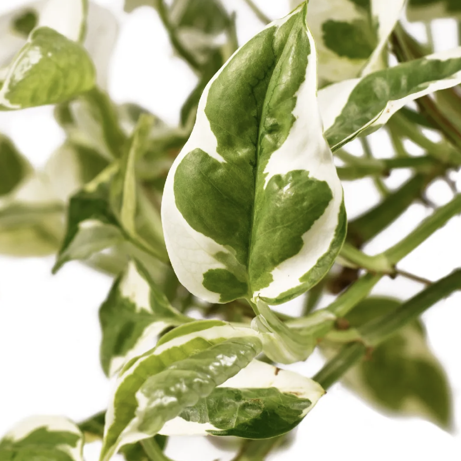 Эпипремнум Энджой (Epipremnum Njoy) D12см