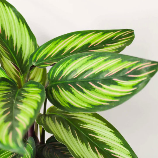 Калатея Бьюти Стар (Calathea Beauty Star) 6см