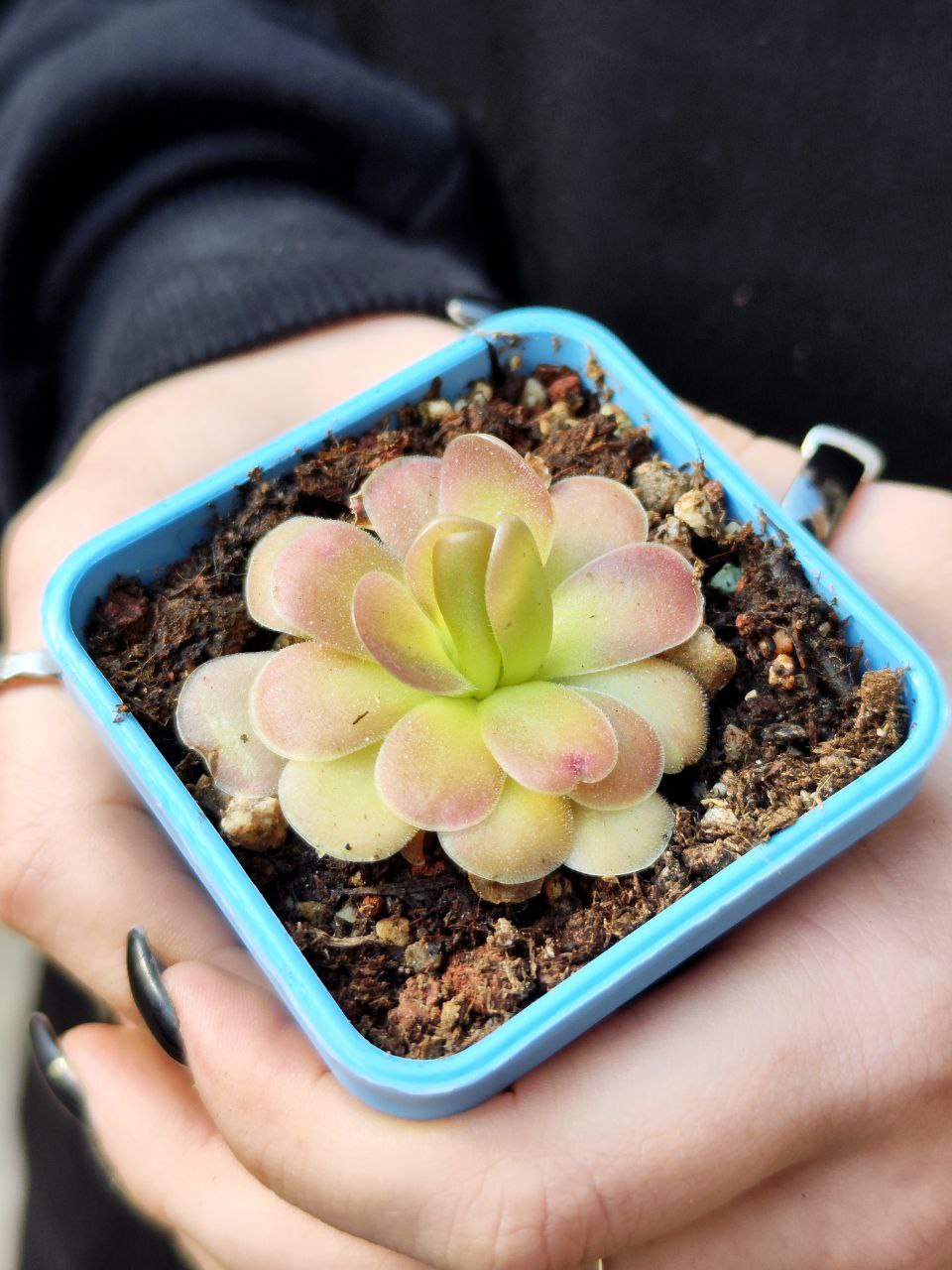 Жирянка Черри Блоссом, или Вишневая (Pinguicula Cherry Blossom) D5см