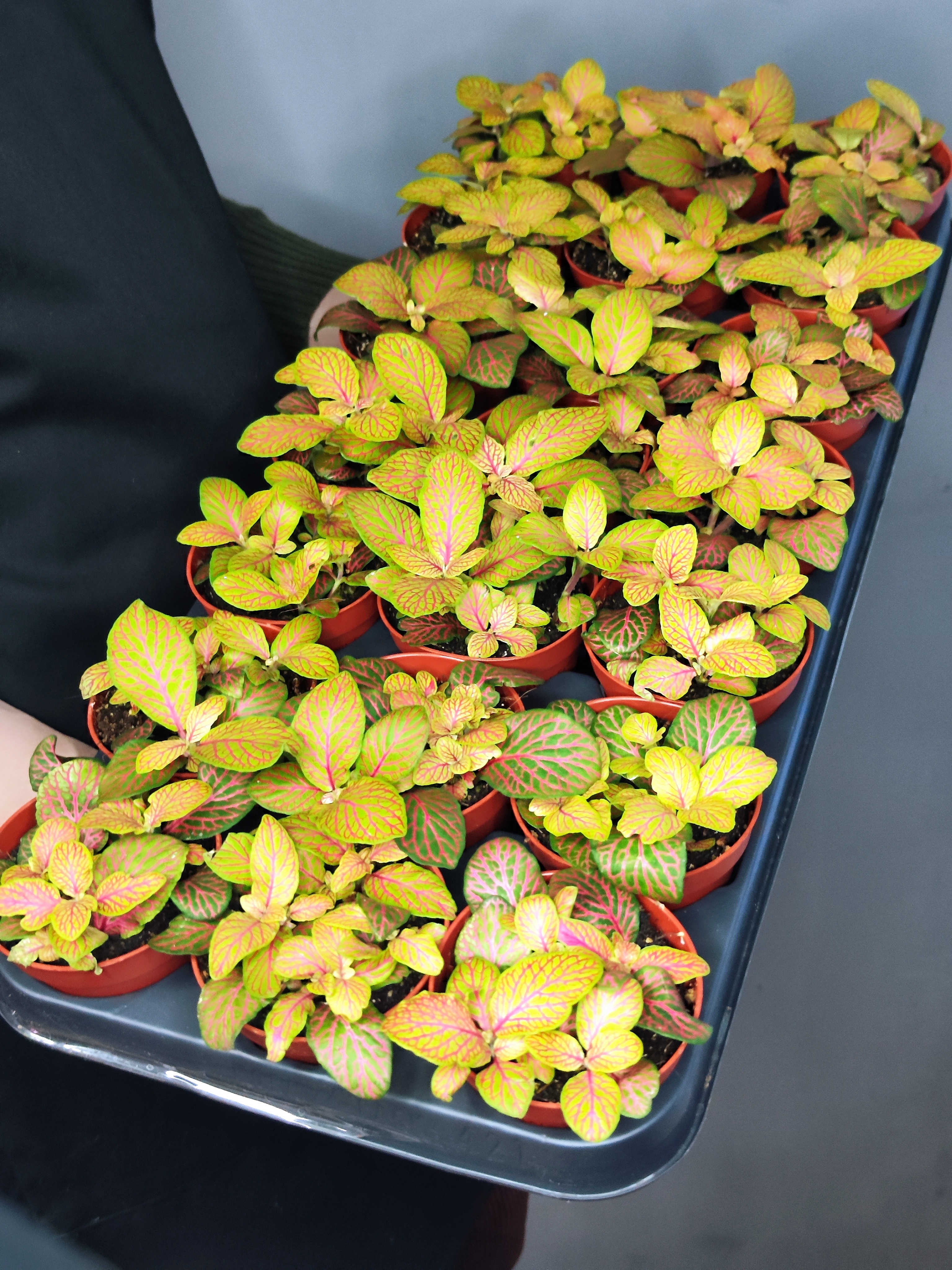 Фиттония Скелетон (Fittonia Skeleton) D8,5см