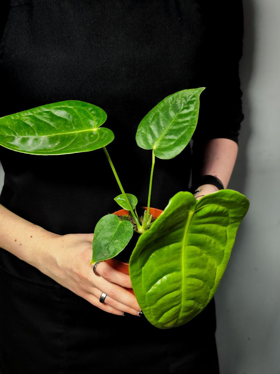 Антуриум Вейча, или Король Антуриум (Anthurium Veitchii) D12см