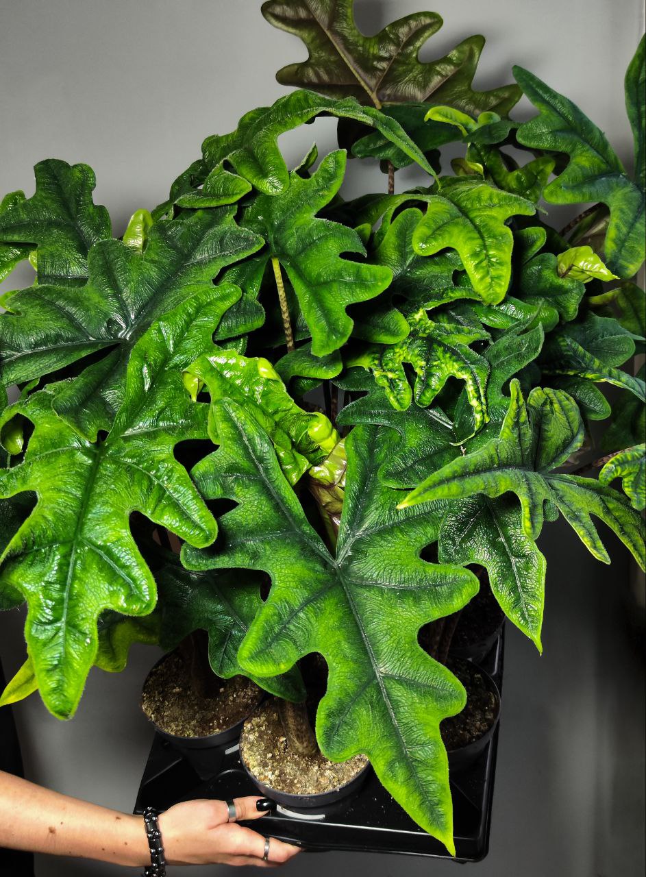 Алоказия Жаклин (Alocasia Jacklynn) D12см