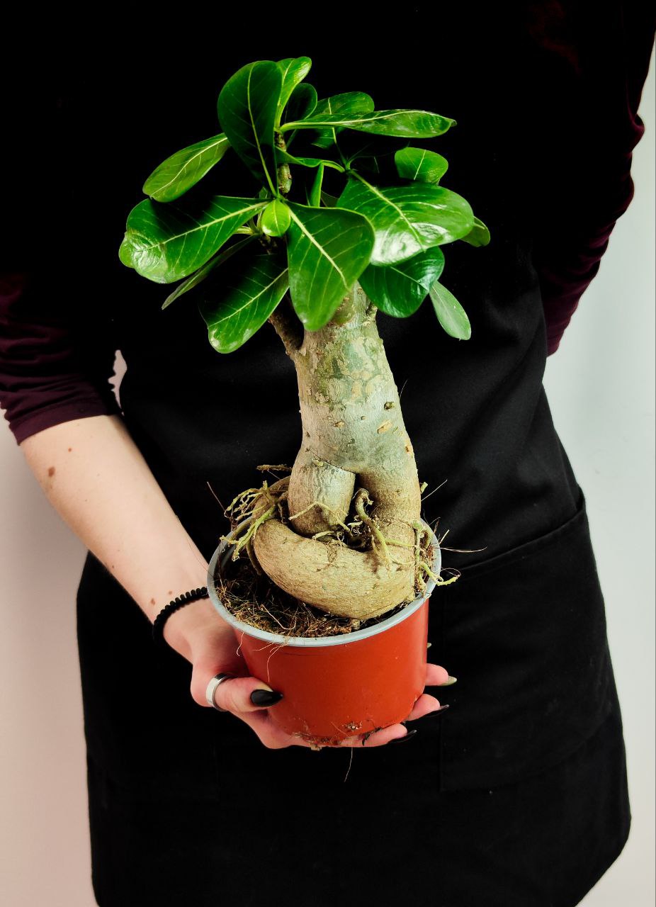 Адениум Тучный (Adenium Obesum) D12см