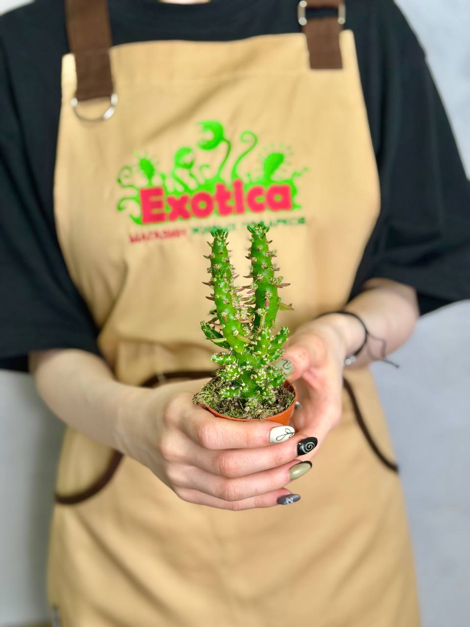 Опунция Субулата (Opuntia Subulata) D5см