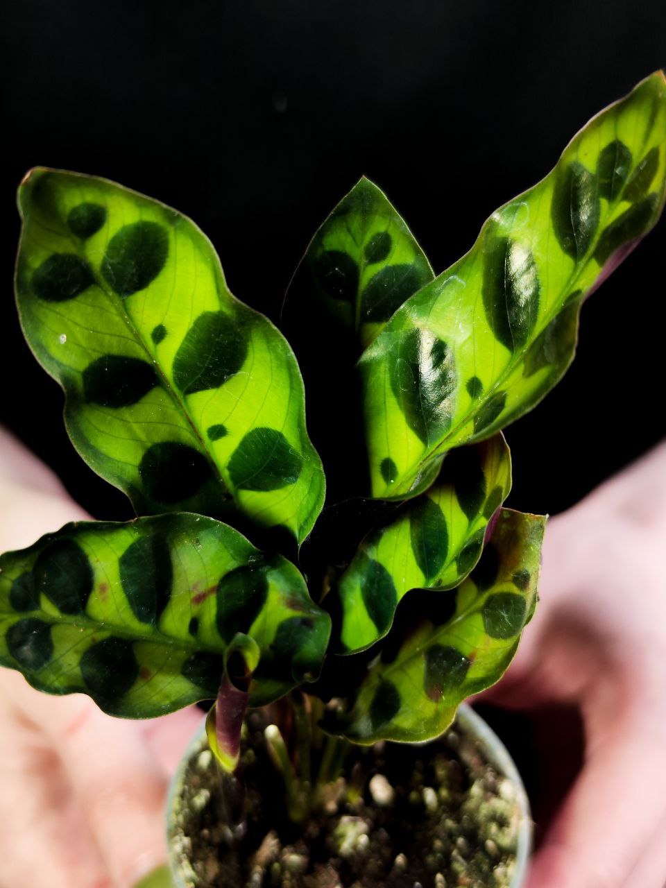 Калатея Лансифолия (Calathea Lancifolia) D6см