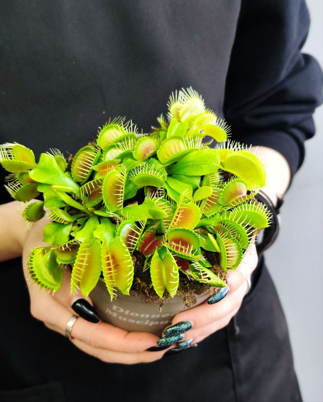Венерина Мухоловка "Змей Горыныч" (Dionaea Muscipula) D12см