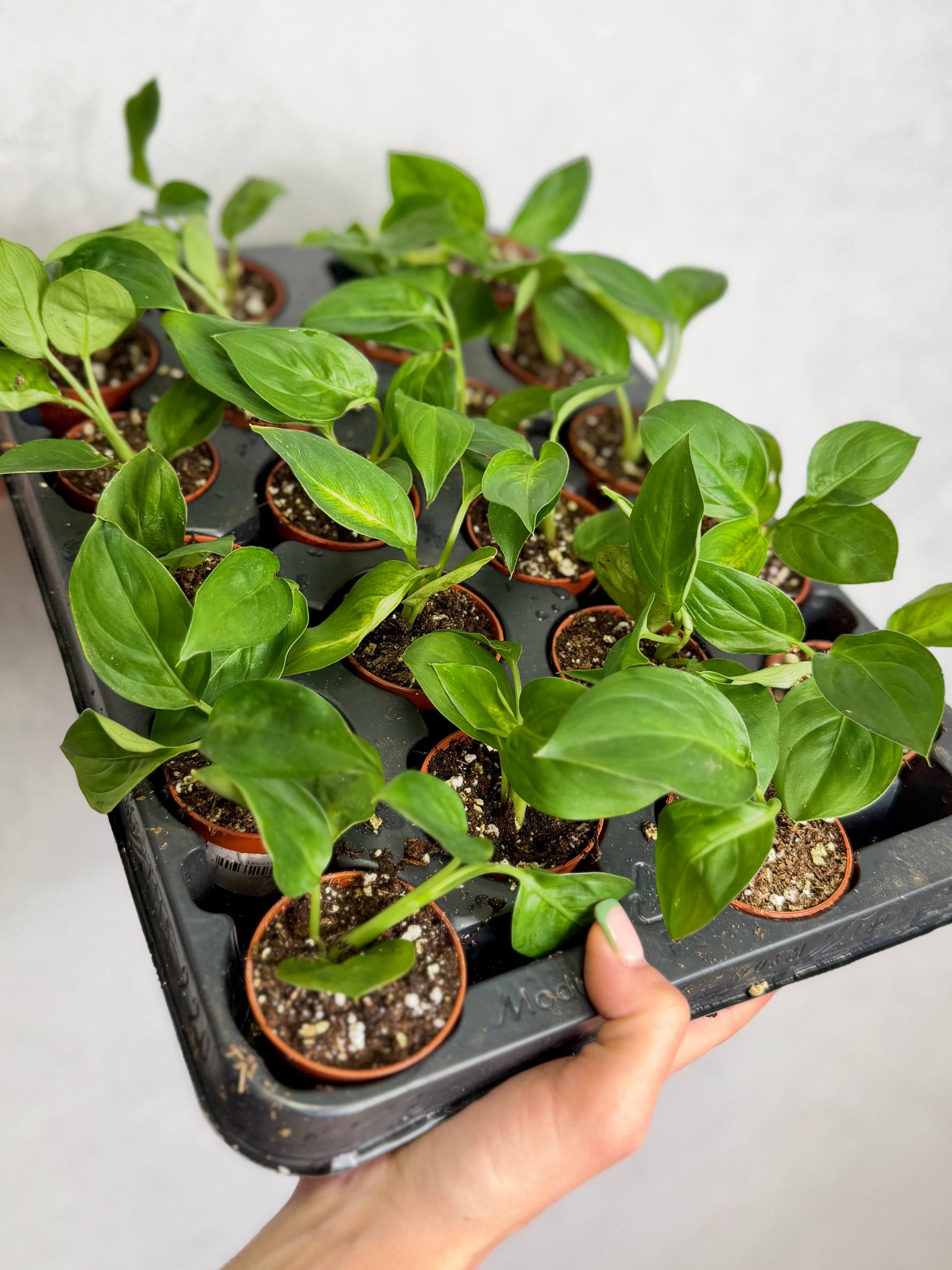 Диффенбахия Тропик Марианна (Dieffenbachia Tropic Marianne) D6см