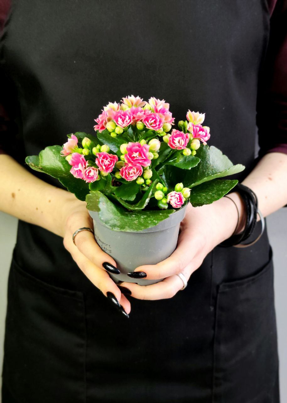 Каланхоэ Розалина Розовато - Белая (Kalanchoe Rosalina White Pink) D9см