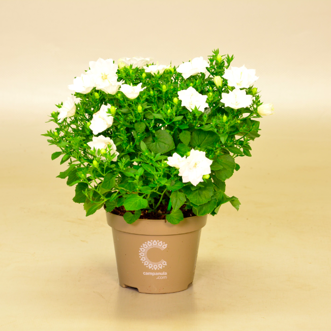 Кампанула Лайк Ми Вайт (Campanula Like Mee White) D10см