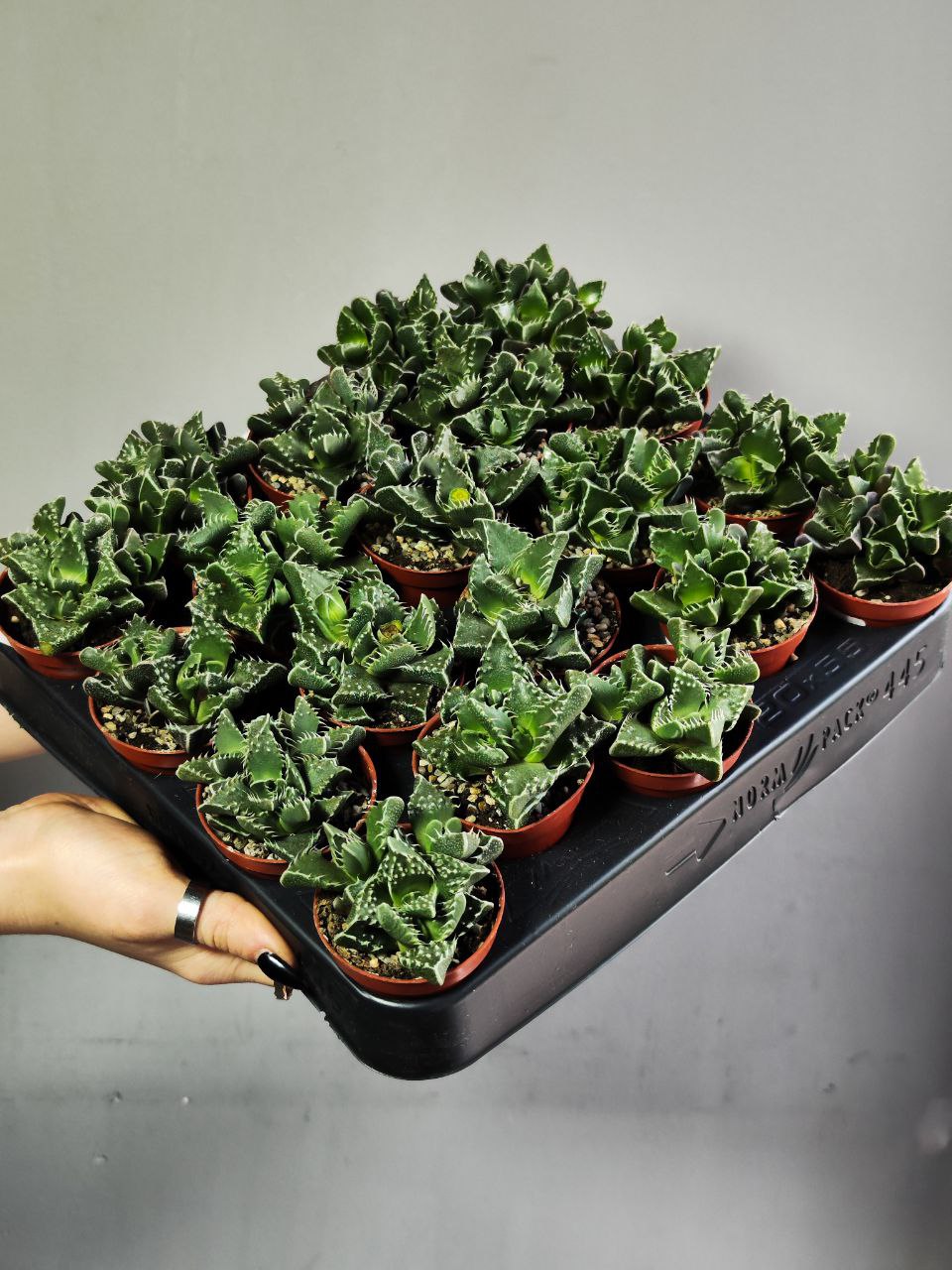 Фаукария Тигровая (Faucaria Tigrina) D5см