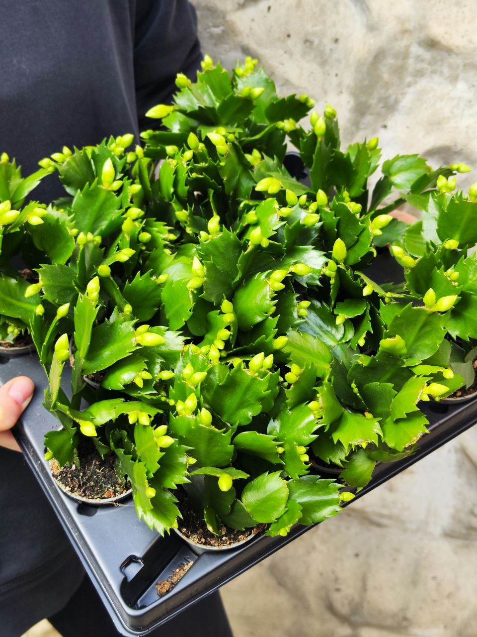 Декабрист Белый, или Шлюмбергера (Schlumbergera Tendenza White) D6см