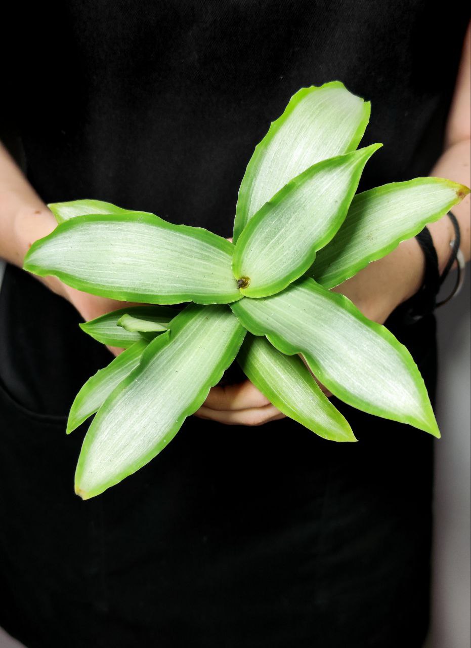 Традесканция Сильвер, или  Мурданния Лориформис Бридж Стар (Murdannia Loriformis Bright Star) D6см