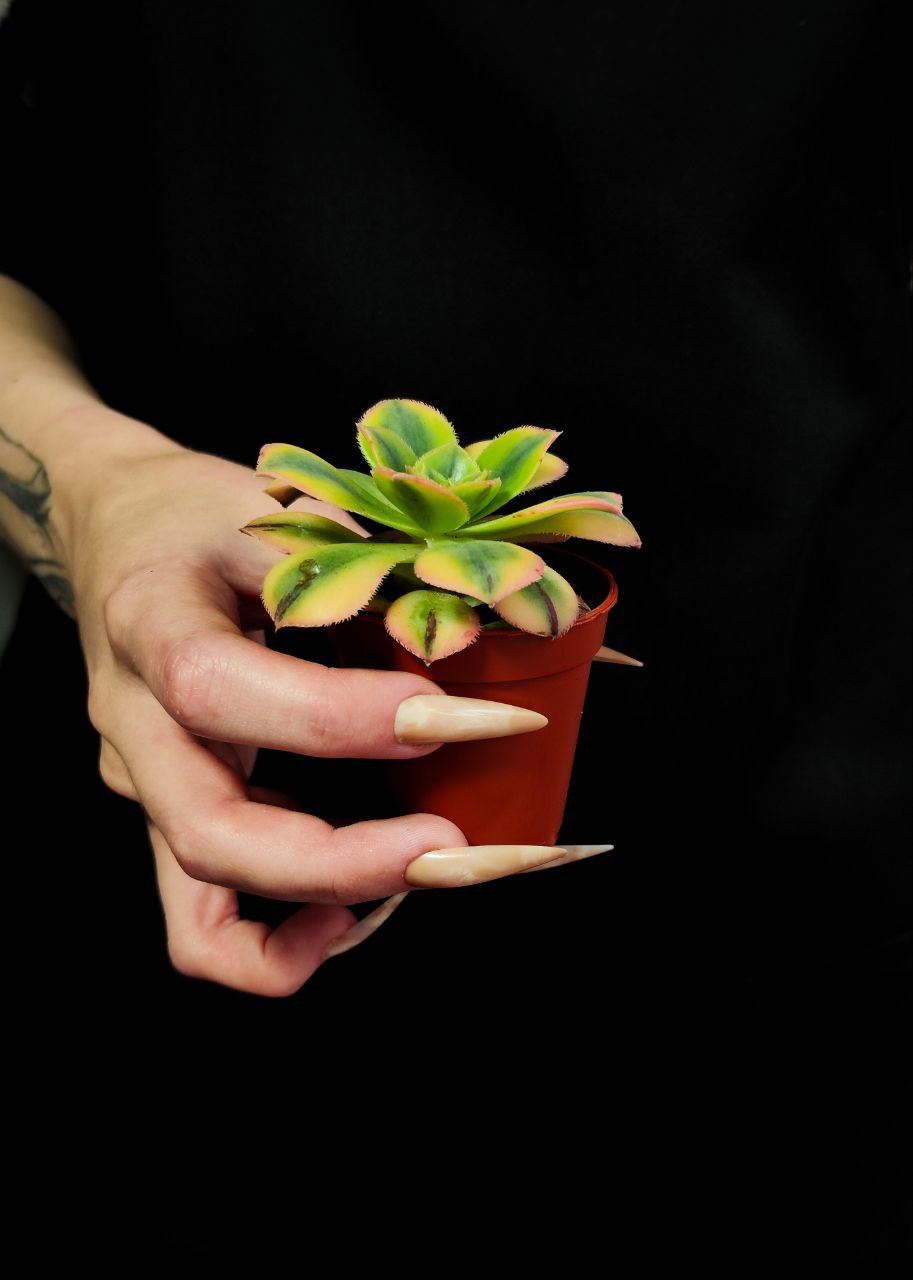 Эониум Старберст (Aeonium Starburst) D5см