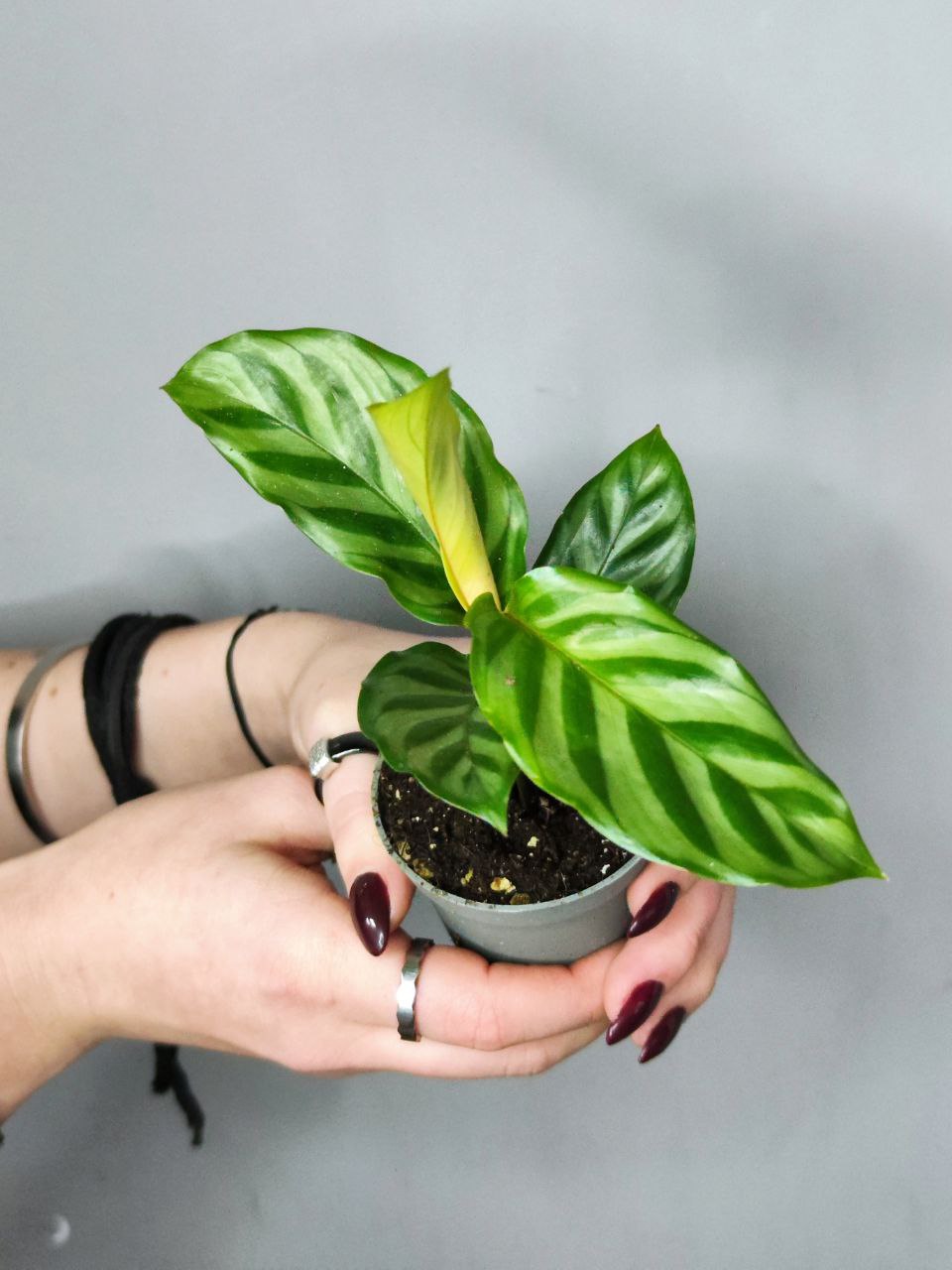 Калатея Фредди (Calathea Freddie) D6см