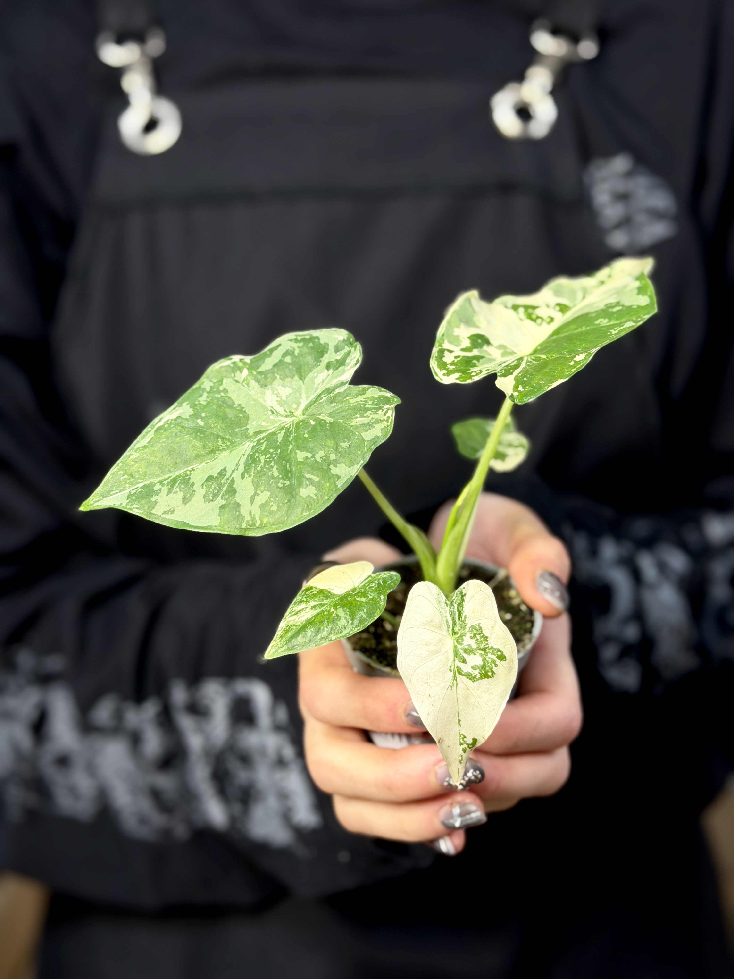 Алоказия Гагеана Альба Вариегатная (Alocasia Gageana Albo Variegata) D6см