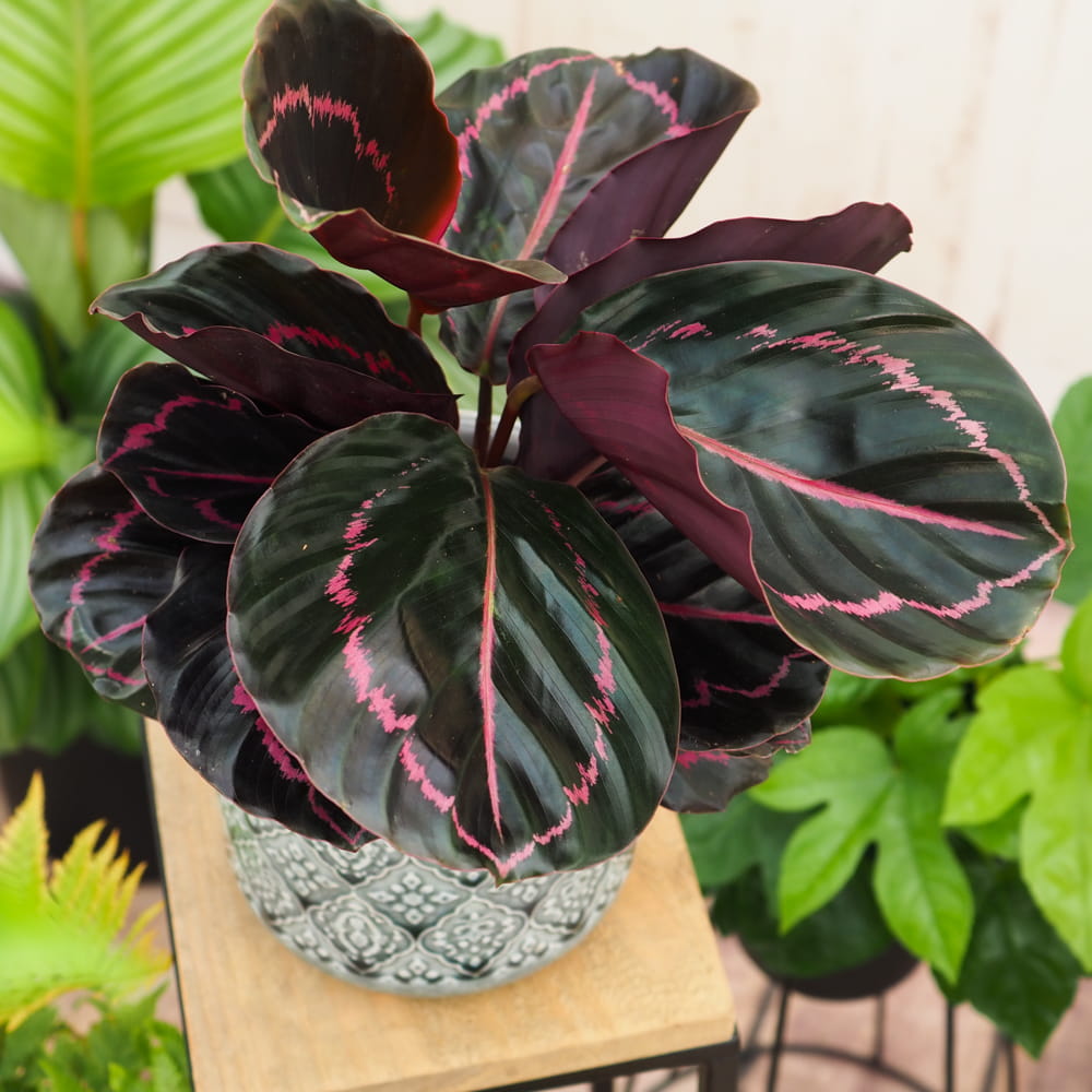 Калатея Розеопикта Дотти (Calathea Roseopicta Dottie) D6см