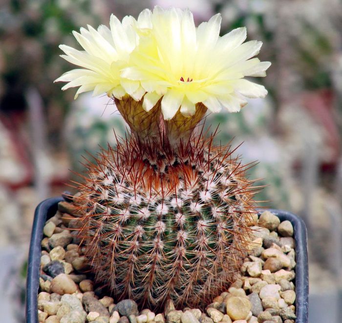 Нотокактус Шлоссера (Notocactus Schlosseri) D5см