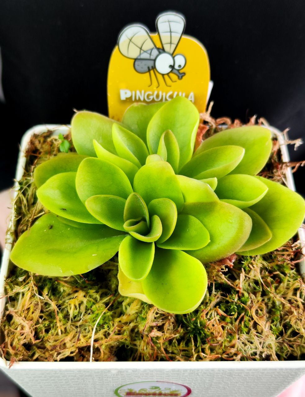 Жирянка Гватемала (Pinguicula Guatemala) D12см