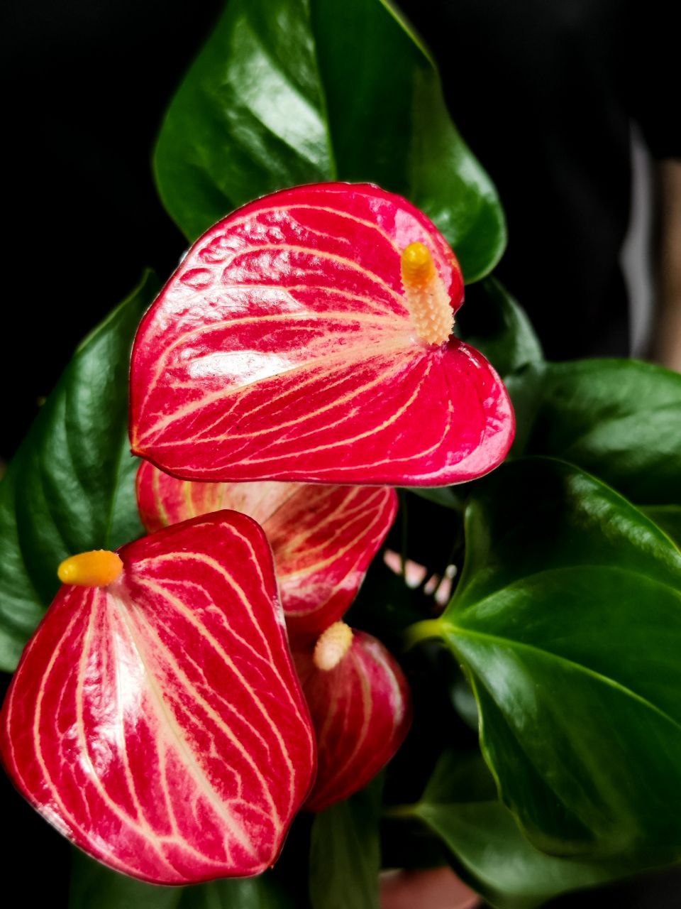 Антуриум Ливиум Ред Микро (Anthurium Livium Red Micro) D9см