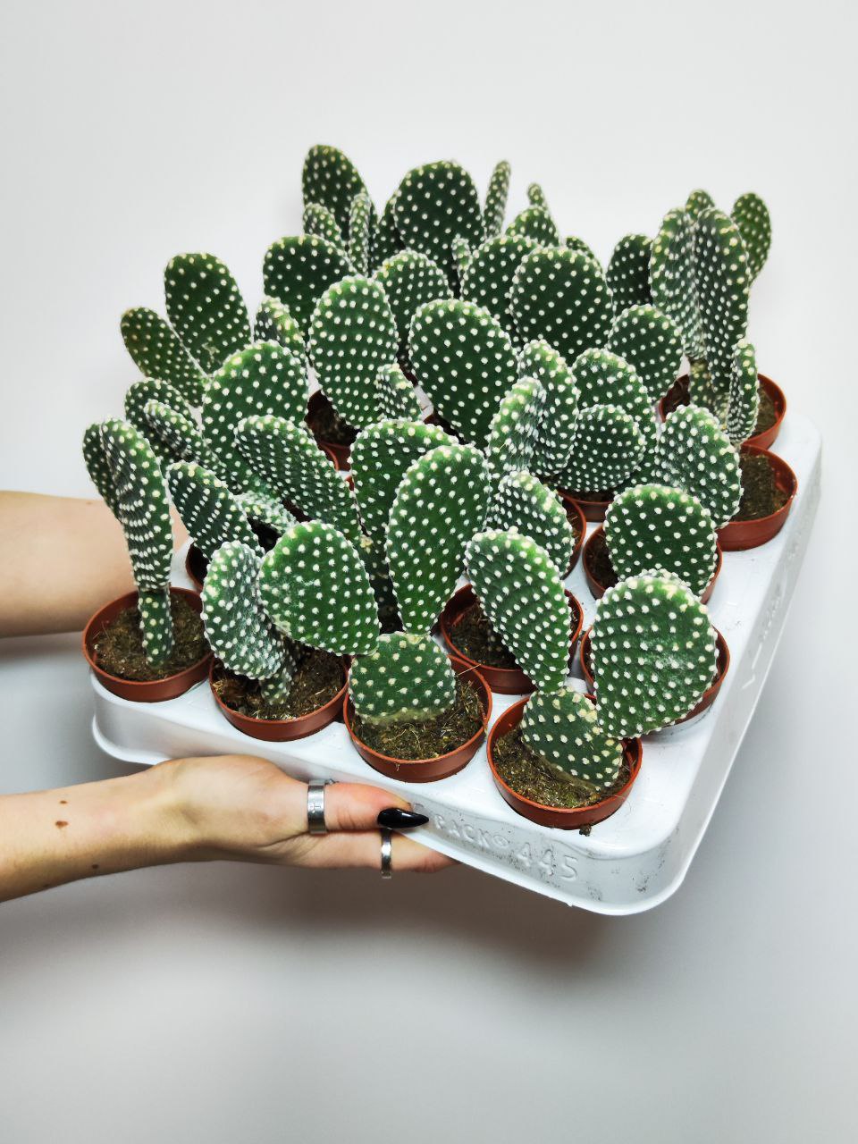 Опунция Микродазис Альба (Opuntia Microdasys Alba) D5см