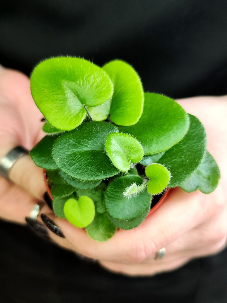 Хемионитис Арифолия, Папоротник Сердце (Hemionitis Arifolia) D5см