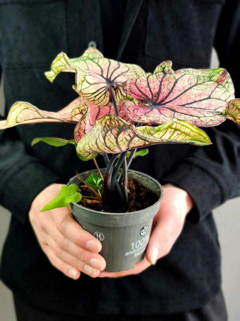 Каладиум Люси (Caladium Lucia) D12см