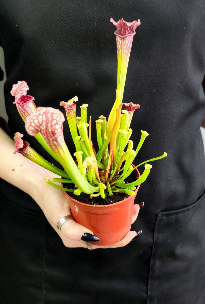 Саррацения Лейкофилла Красная (Sarracenia Leucophylla Red) D9см