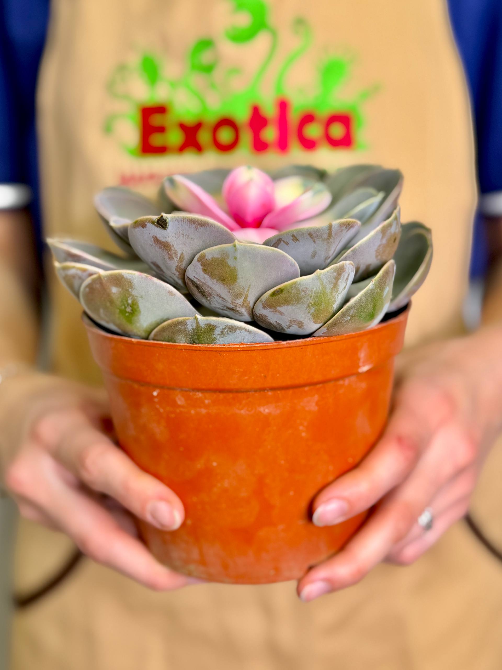 Эхеверия Ред Харт Лотус (Echeveria Red Heart Lotus) D13см