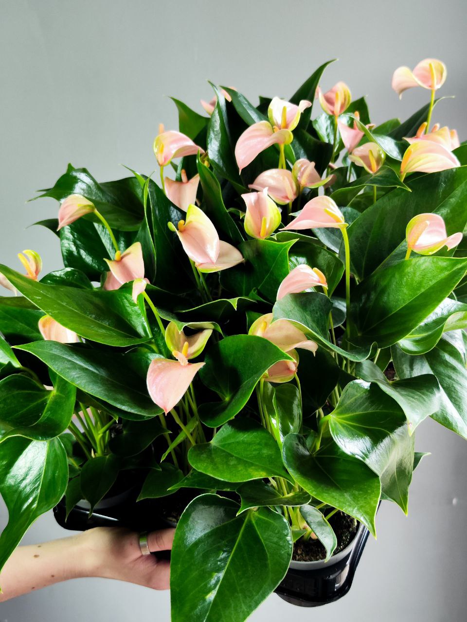 Антуриум Андреанум Джоли Пич (Anthurium Andreanum Joli Peach) D9см