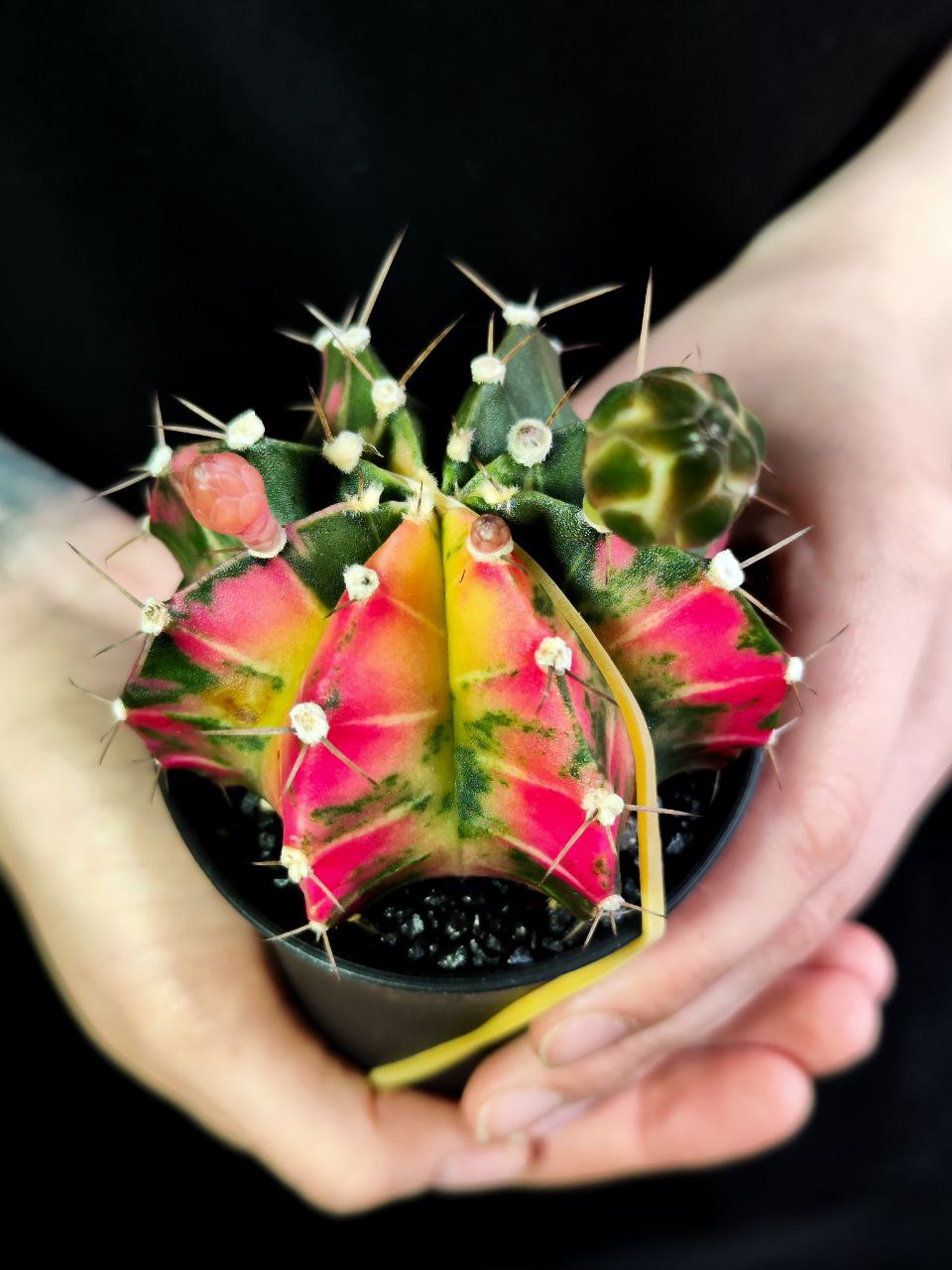 Кактус Гимнокалициум Михановича Вариегатный (Gymnocalycium Mihanovichii Variegata) D7см