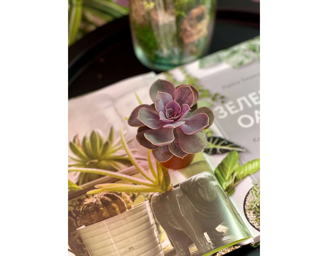Эхеверия Жемчужина Нюрнберга (Echeveria Perle von Nurnberg) D5см