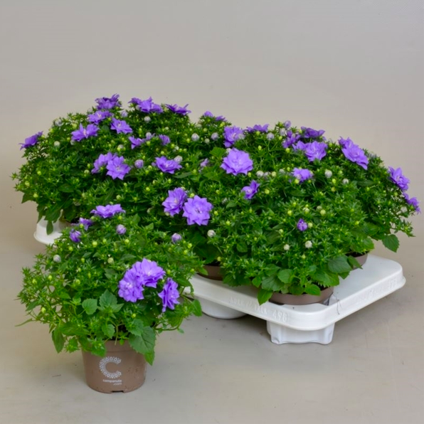 Кампанула Лайк Ми Блю (Campanula Like Mee Blue) D10см