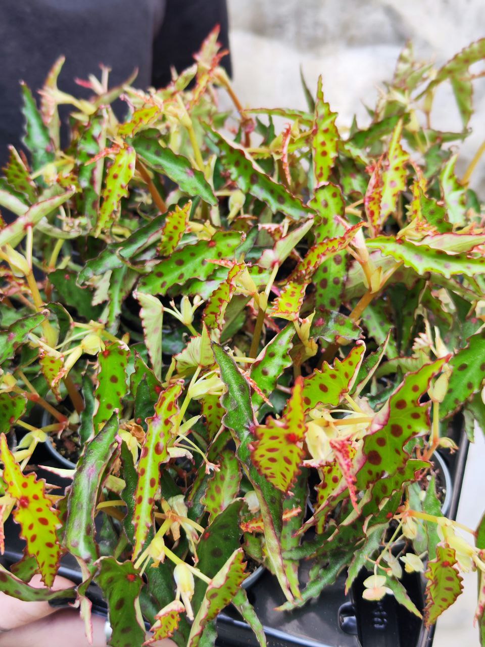 Бегония Амфиоксус (Begonia Amphioxus) D6см