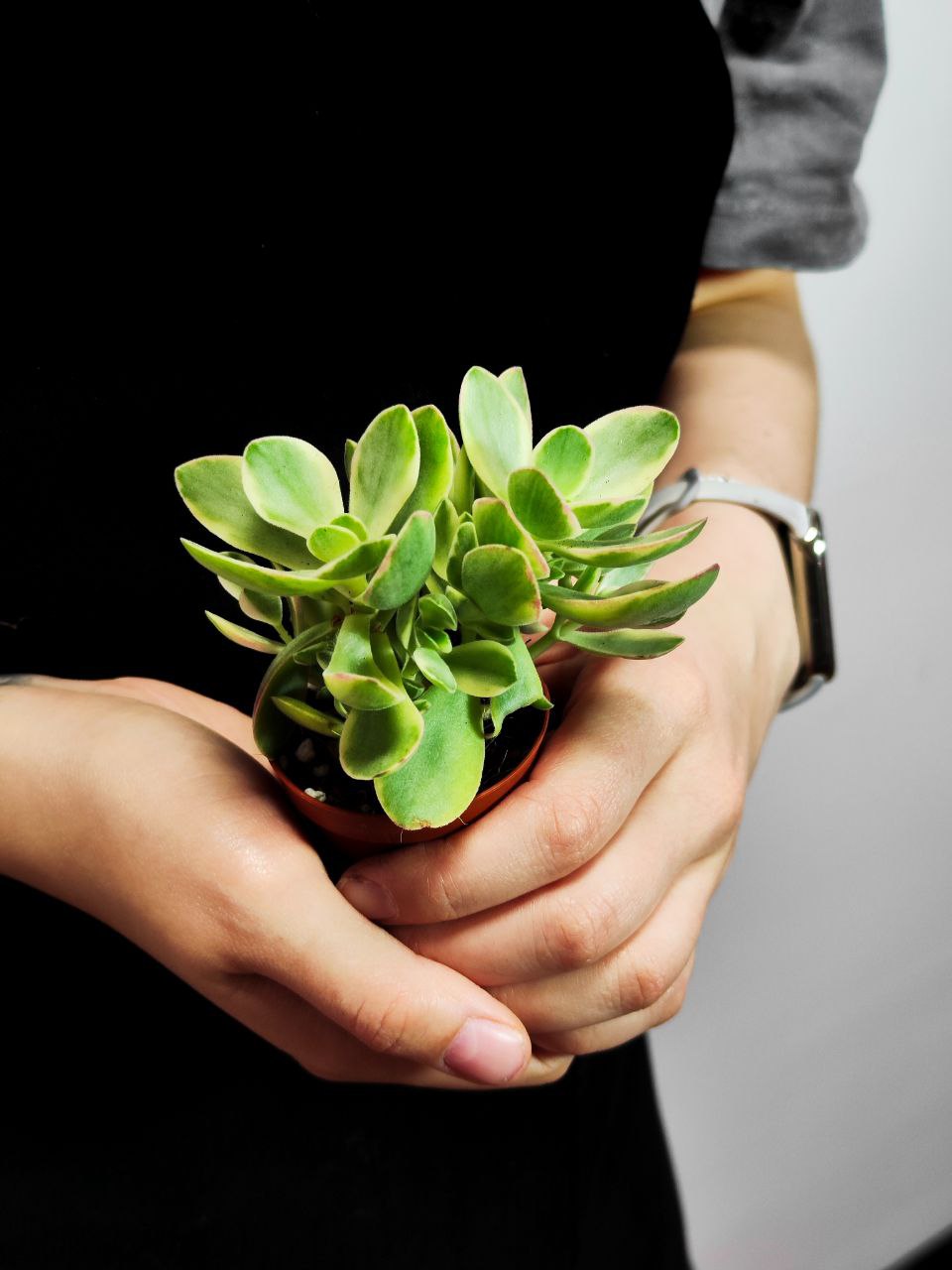 Крассула Мани Мейкер Грин (Crassula Moneymaker Varigated Green) D5см