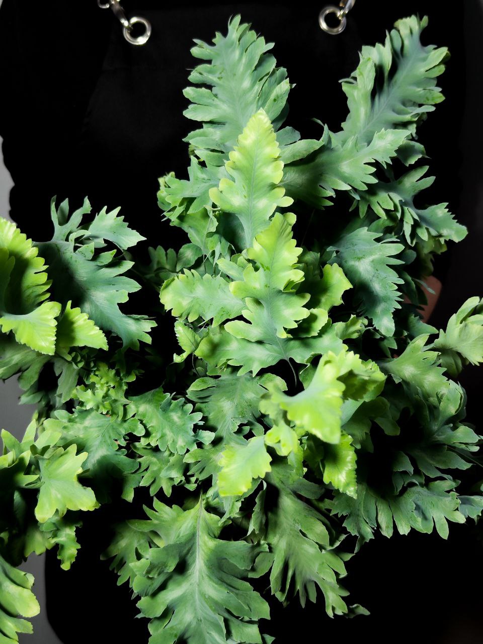 Флебодиум Давана (Phlebodium Davana) D12см