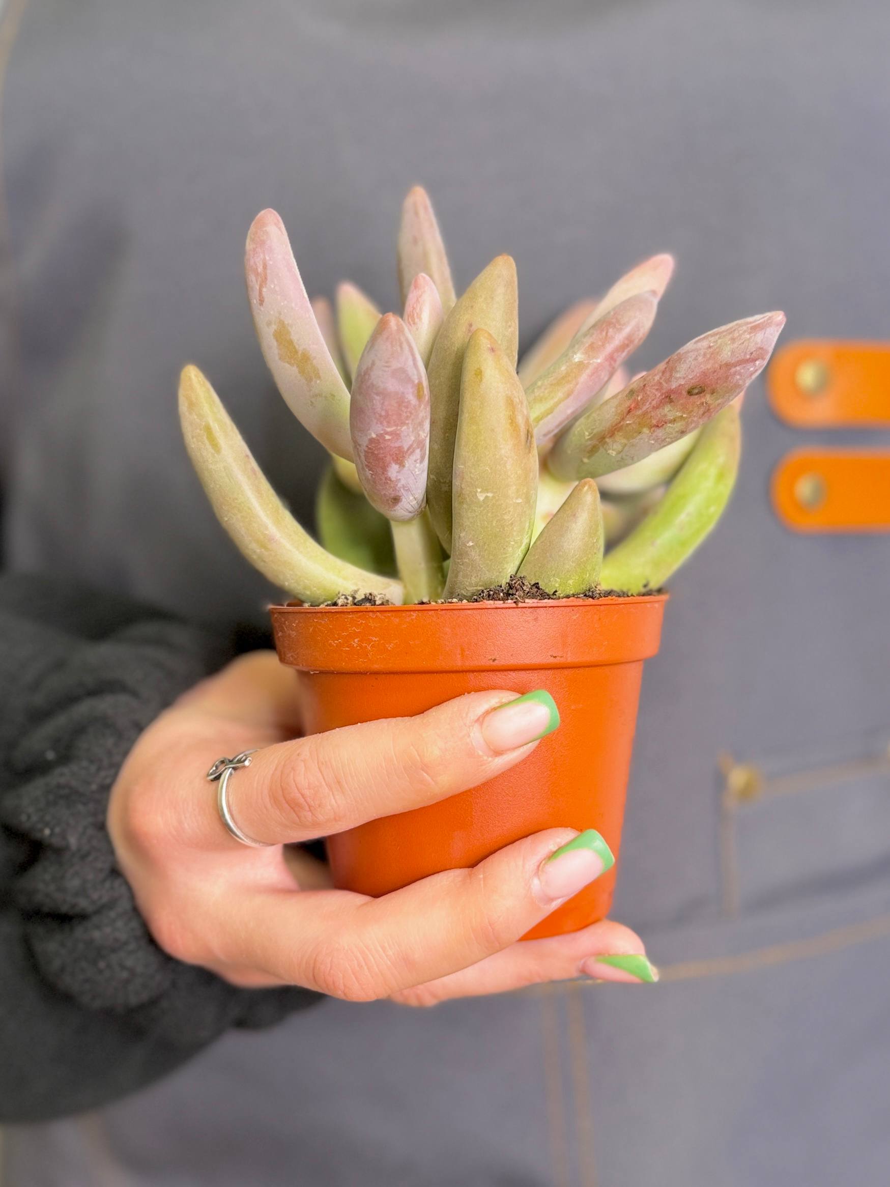 Пахифитум Ганьчжоу (Pachyphytum Ganzhou) D8,5см