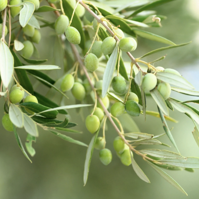 Олива европейская, или Оливковое дерево (Olea Europaea Bush) D15см
