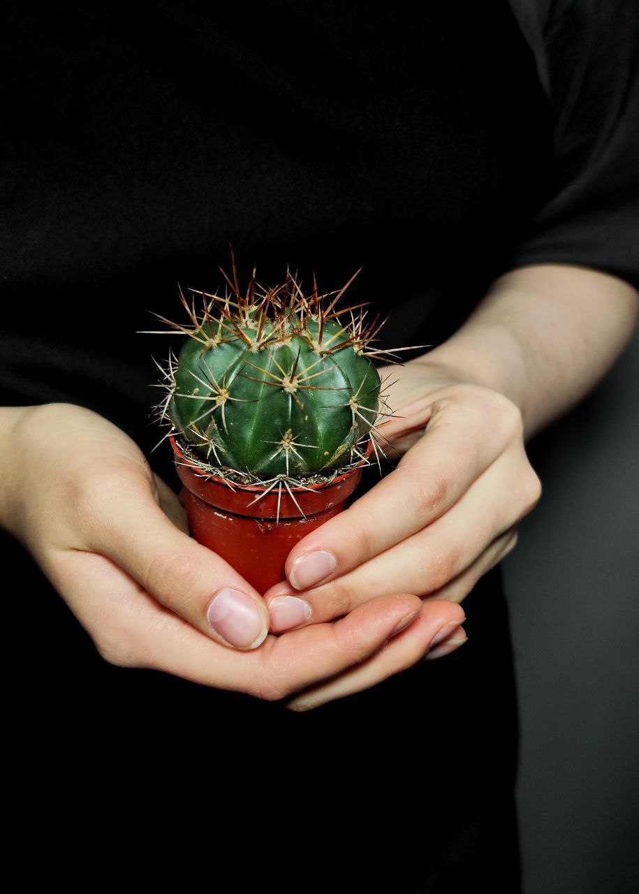 Мелокактус Байский (Melocactus Bahiensis) D5см